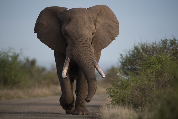 Elephant attacks 70 year old women